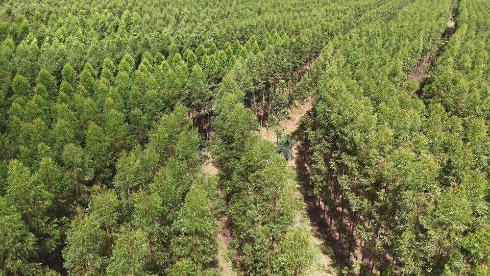 eucalyptus trees are organised into near-perfect rows, with uniform gaps between each other and no variation in tree size or variety